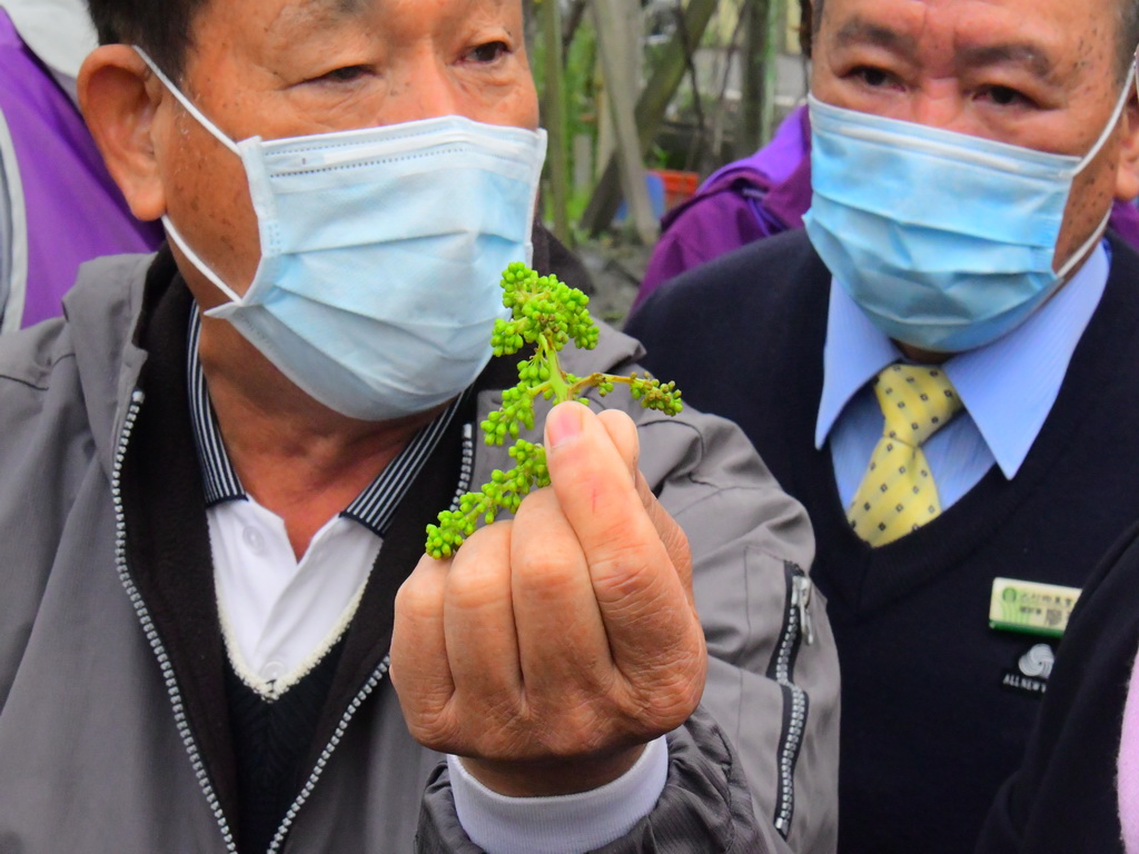 寒雨走了葡萄傷了 彰化葡萄產地嚴重寒害王惠美縣長勘災 - https://www.watchmedia01.com