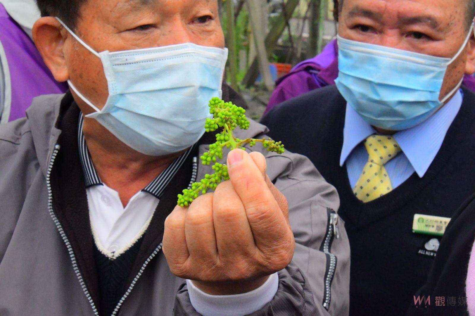 影／延遲性災損　夏季葡萄花穗遭凍傷今年收成很不理想 - https://www.watchmedia01.com