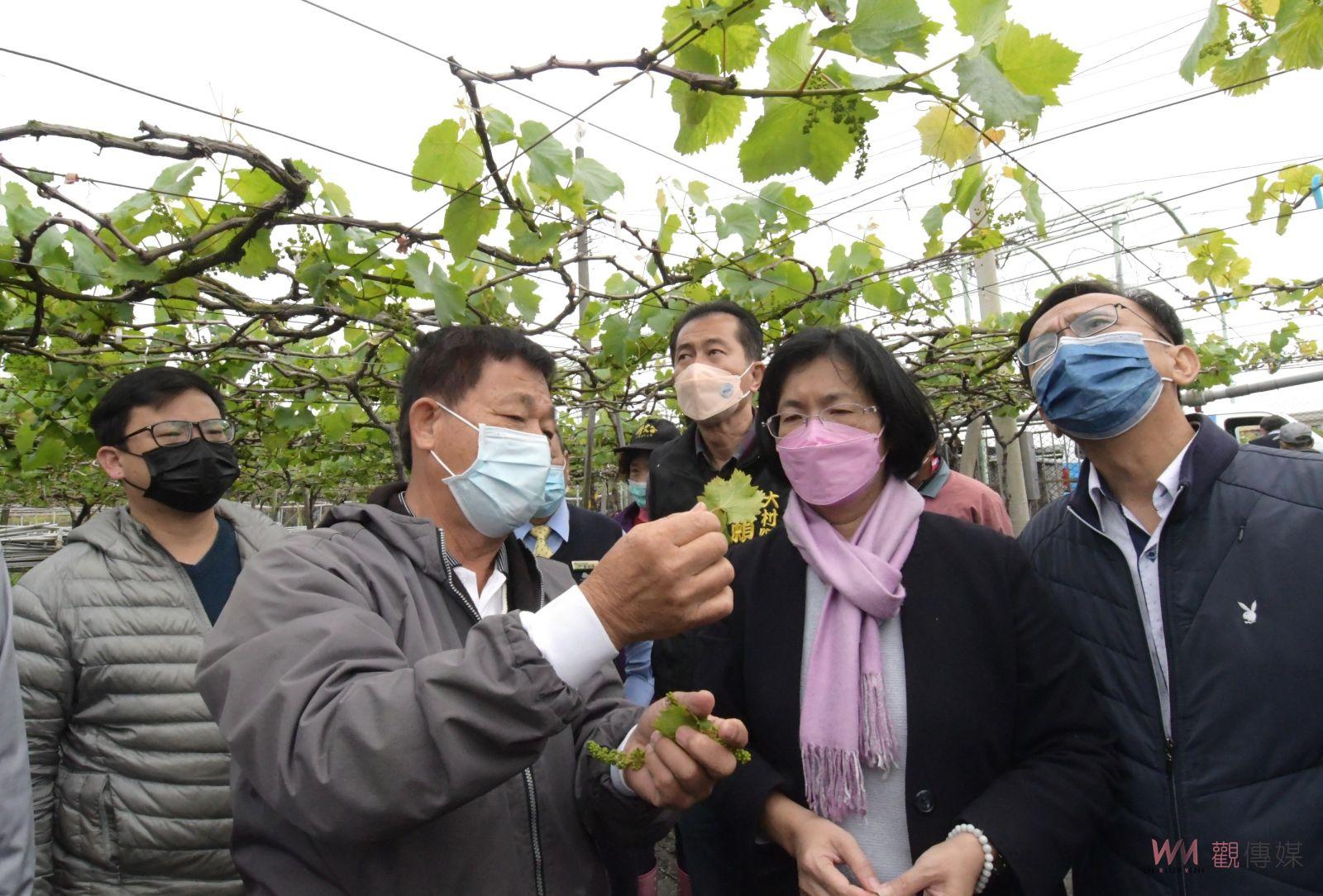 影／延遲性災損　夏季葡萄花穗遭凍傷今年收成很不理想 - https://www.watchmedia01.com