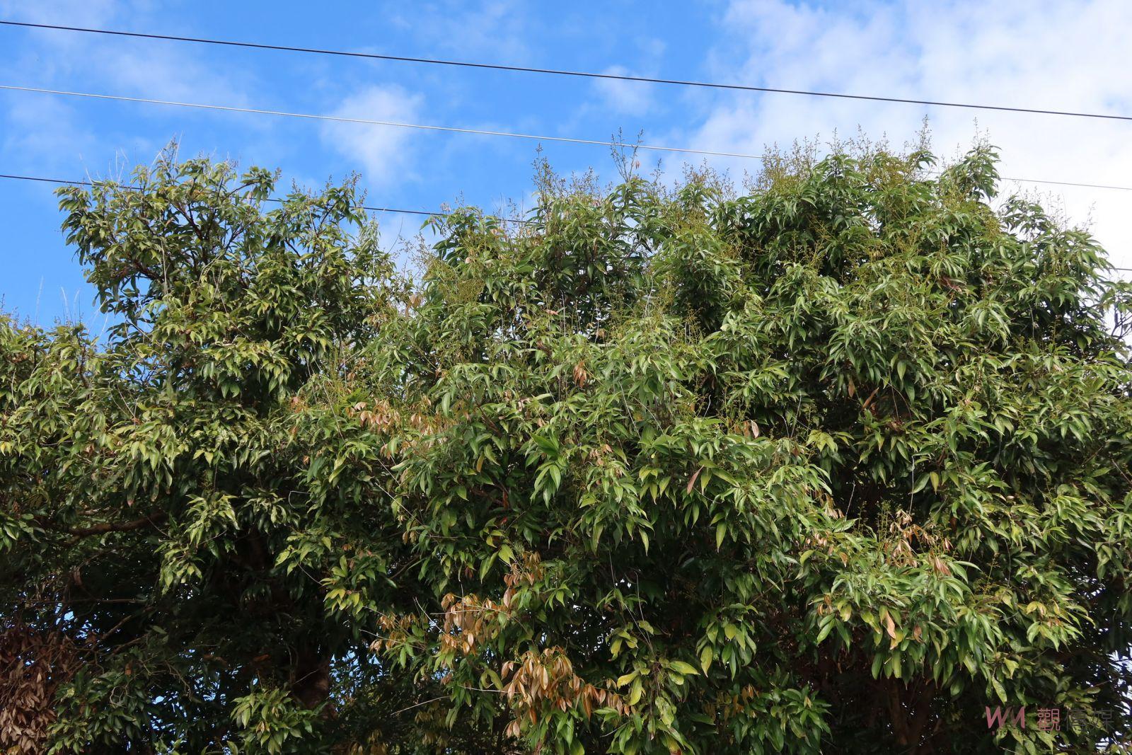 影／超前部署　防治荔枝椿象彰化縣派遣「空軍」精準投藥 - https://www.watchmedia01.com