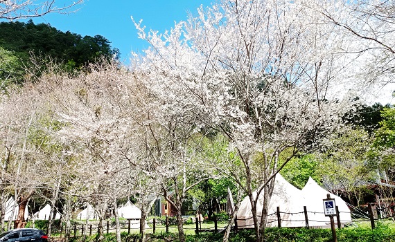 大地回春 南投仁愛鄉奧萬大賞櫻觀鳥好時機 - https://www.watchmedia01.com