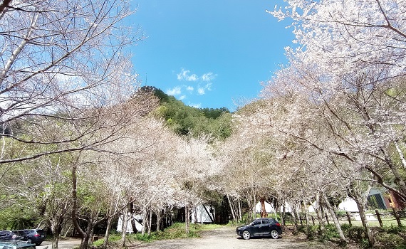 大地回春 南投仁愛鄉奧萬大賞櫻觀鳥好時機 - https://www.watchmedia01.com