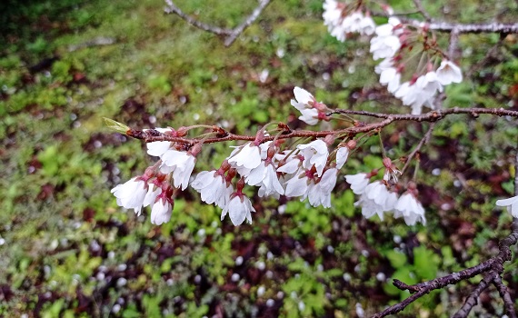 大地回春 南投仁愛鄉奧萬大賞櫻觀鳥好時機 - https://www.watchmedia01.com