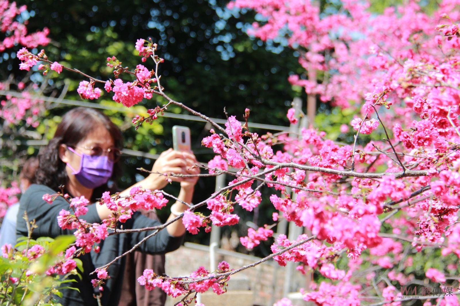 賞櫻秘境！員林市百果山古厝石階八重櫻盛開　獨有的粉紅祕境 - https://www.watchmedia01.com