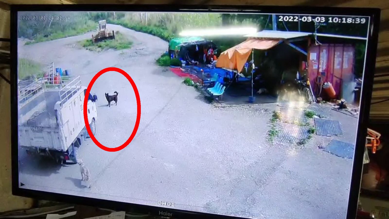 影／大村鄉公所清潔隊員載運流浪狗途中撞傷浪犬 愛媽指控蓄意 - https://www.watchmedia01.com
