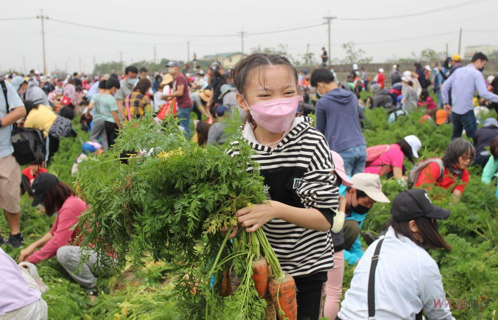 國際台灣胡蘿蔔日熱鬧登場 雲林東勢千人拔蘿蔔場面壯觀 - https://www.watchmedia01.com