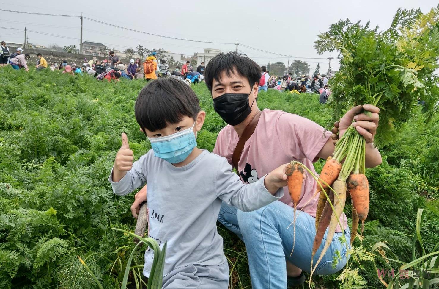 國際台灣胡蘿蔔日熱鬧登場 雲林東勢千人拔蘿蔔場面壯觀 - https://www.watchmedia01.com