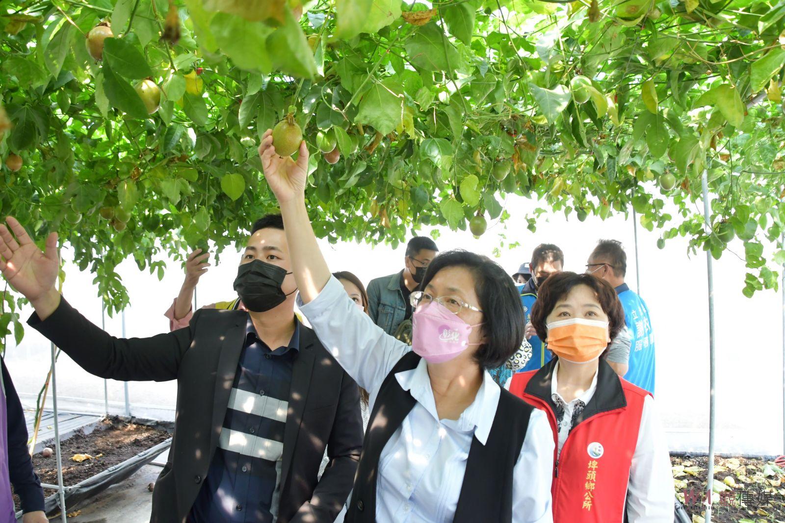 影／有「洋蔥」！阿嬤愛吃百香果　青農張義鑫投入嫁接研究 - https://www.watchmedia01.com