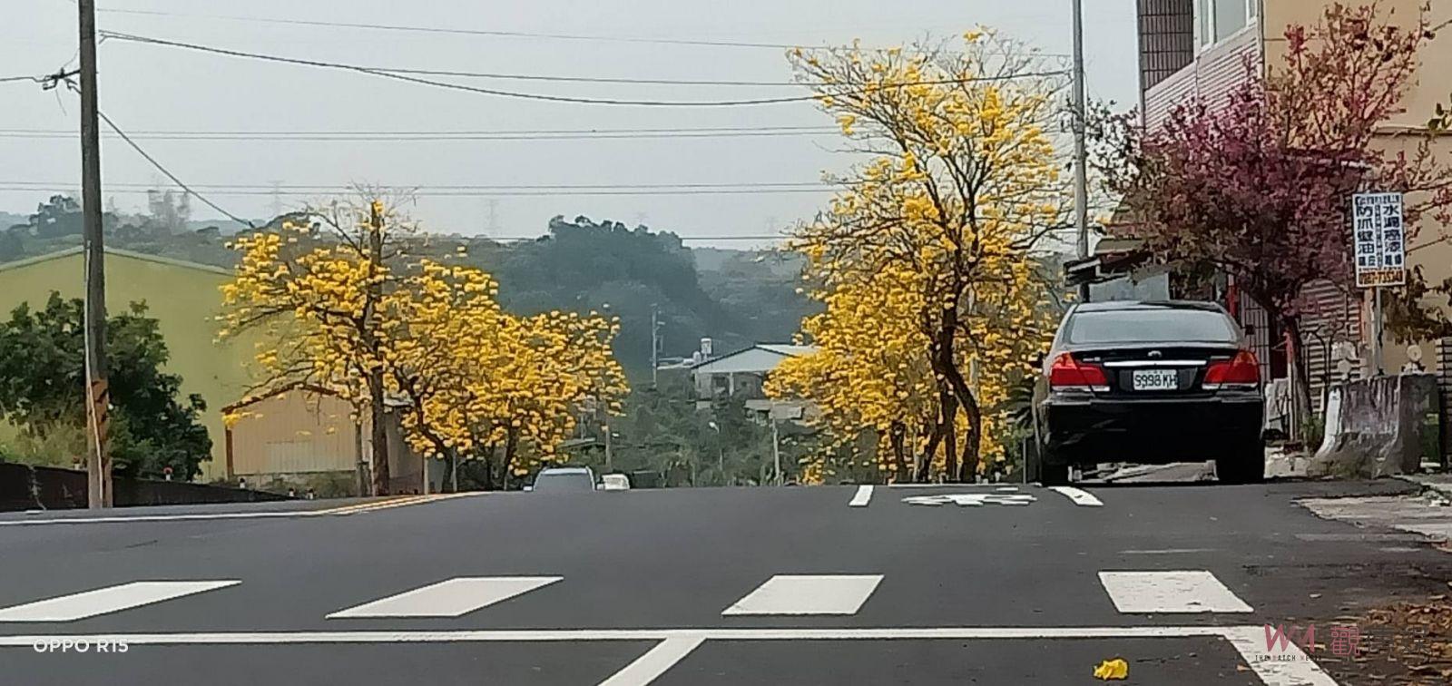 影／金黃風暴襲捲全台　金黃色花朵綻放　黃花風鈴木美得扣人心弦 - https://www.watchmedia01.com