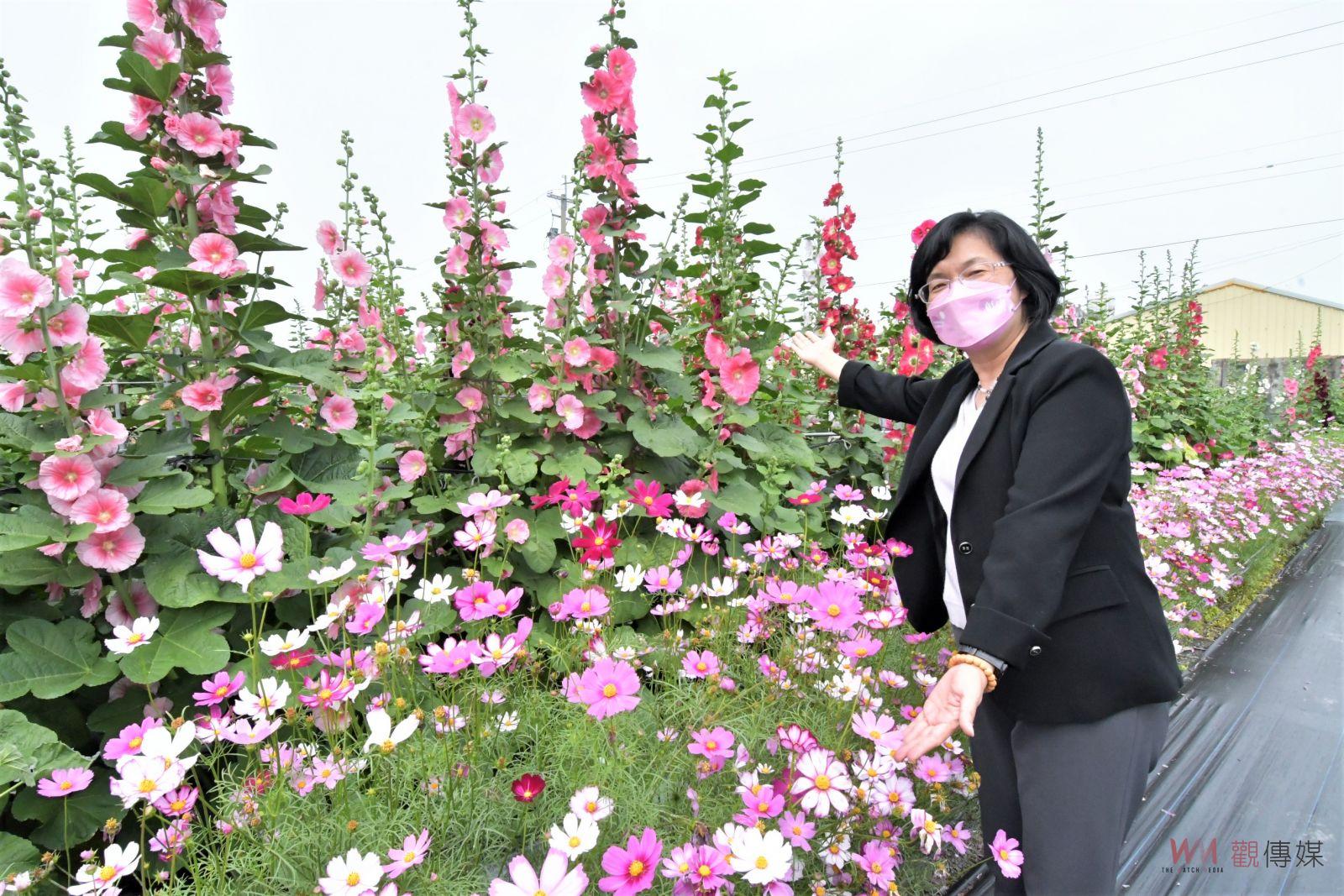 影／漫步萬紫千紅嬌艷蜀葵花海　326到勞動節歡迎來員林賞蜀葵 - https://www.watchmedia01.com