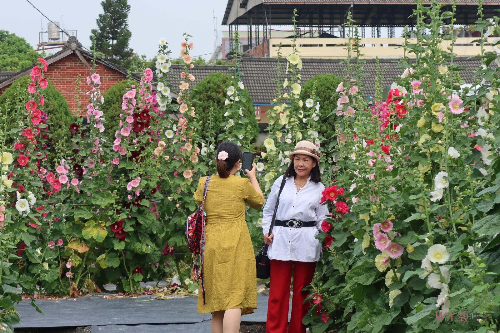 影／漫步萬紫千紅嬌艷蜀葵花海　326到勞動節歡迎來員林賞蜀葵 - https://www.watchmedia01.com