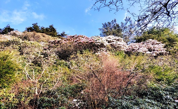 塔塔加杜鵑風采春意濃 踏春賞遊護大地 - https://www.watchmedia01.com