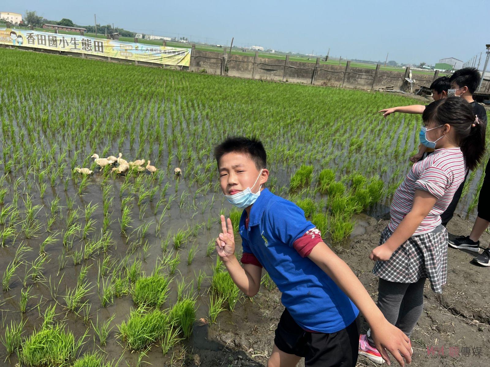 影／鴨間稻米香　鴨農夫幫忙香田國小生態田啄雜草、吃害蟲 - https://www.watchmedia01.com