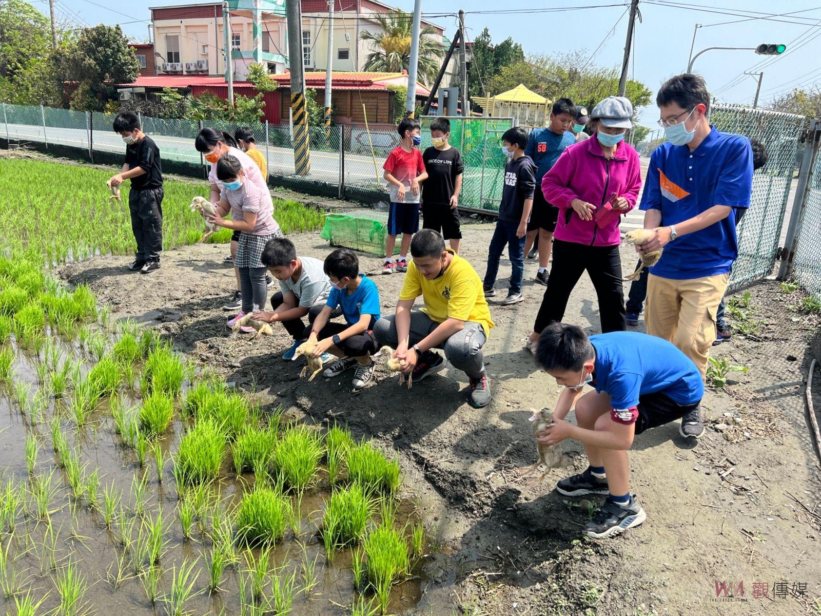 影／鴨間稻米香　鴨農夫幫忙香田國小生態田啄雜草、吃害蟲 - https://www.watchmedia01.com