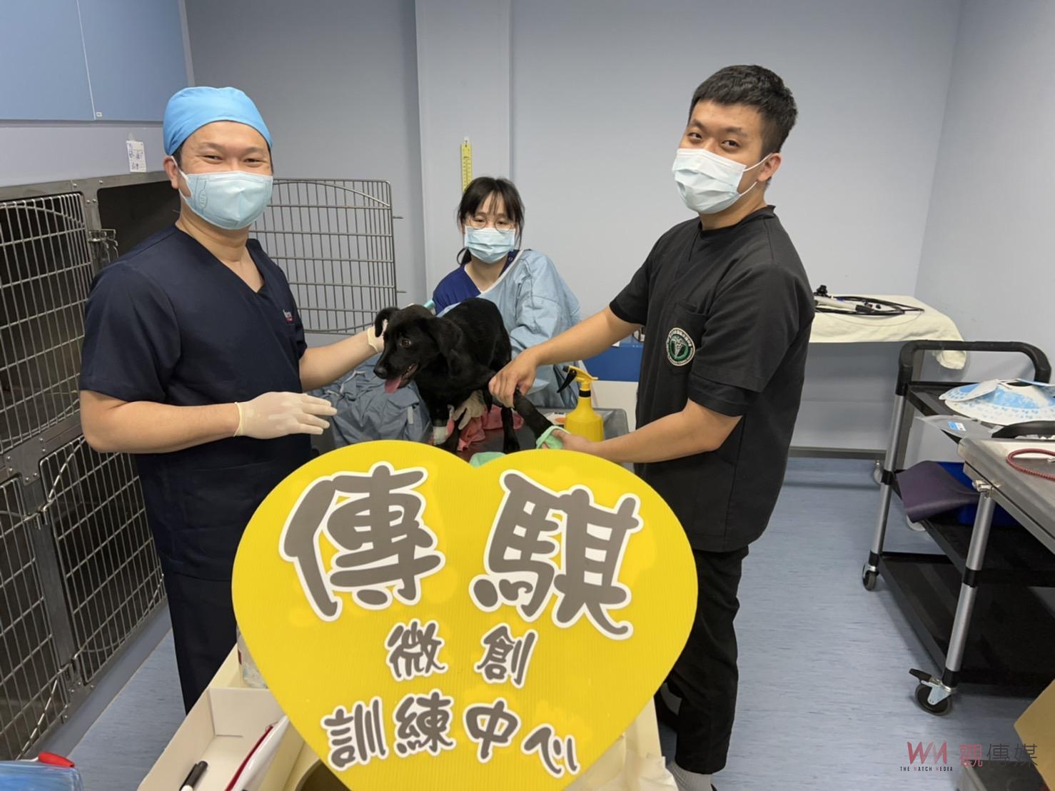 影／造福更多毛小孩　傳騏動物醫院公益舉辦100隻浪浪微創絕育手術 - https://www.watchmedia01.com