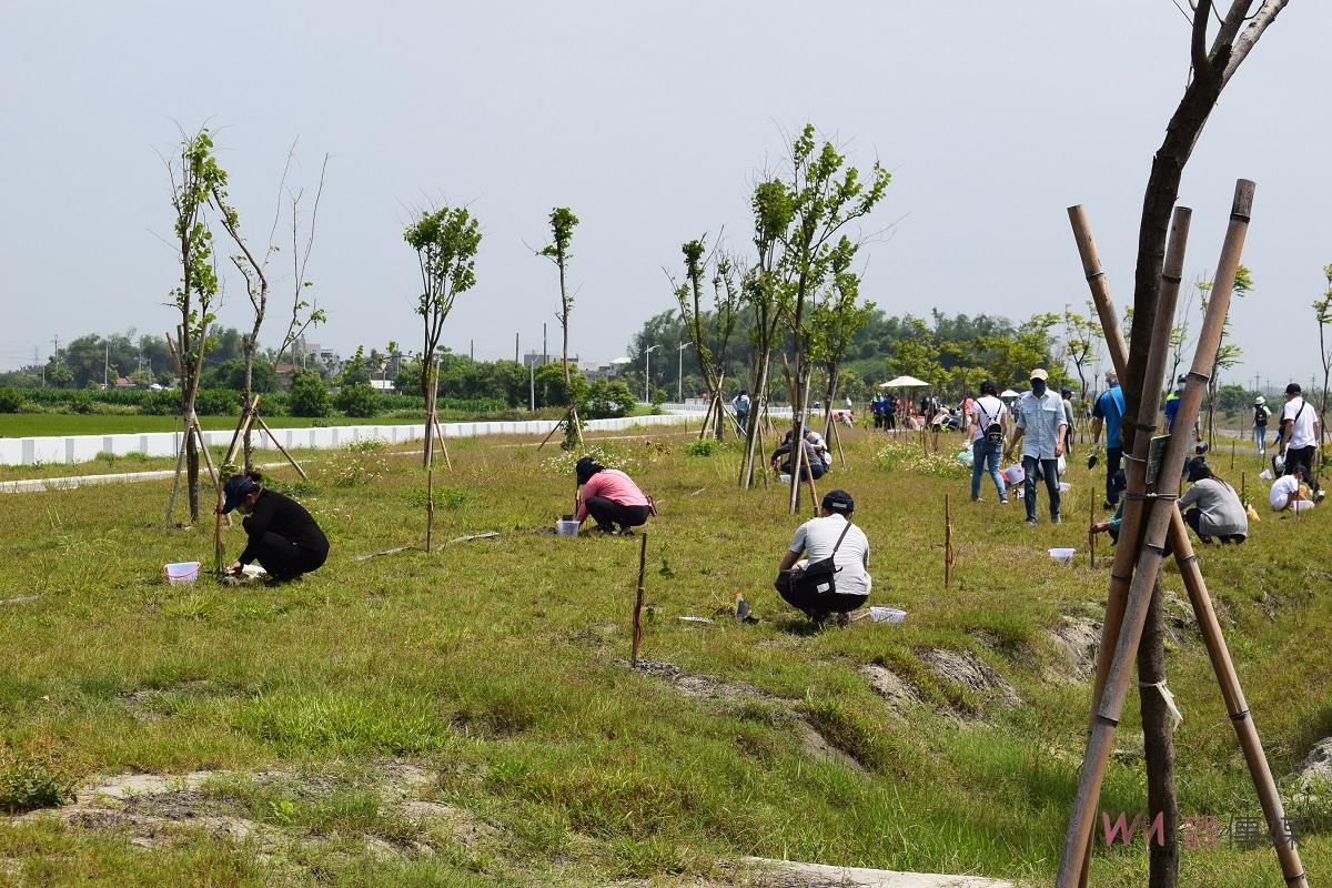 影／五河局植樹固碳　北港滯洪池種植台灣原生樹 - https://www.watchmedia01.com