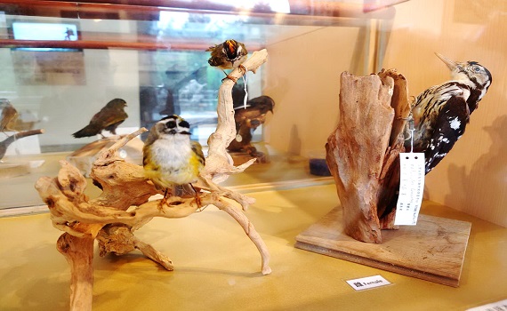 見聞山林飛羽—玉山塔塔加遊客中心鳥類特展饗宴登場 - https://www.watchmedia01.com