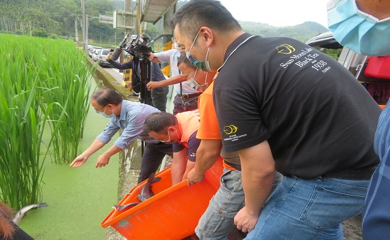 魚池鄉農會辦理茭白筍栽培 放養烏鰡魚防治福壽螺危害 - https://www.watchmedia01.com