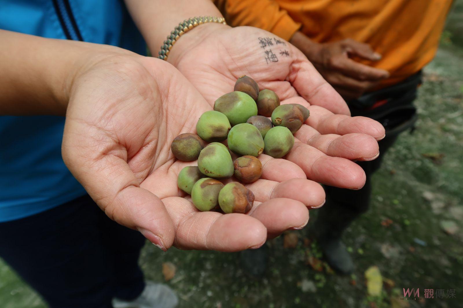 影／露菌病在溪湖葡萄園發生　縣議員陳玉姬通報農業處協助葡萄農防治 - https://www.watchmedia01.com