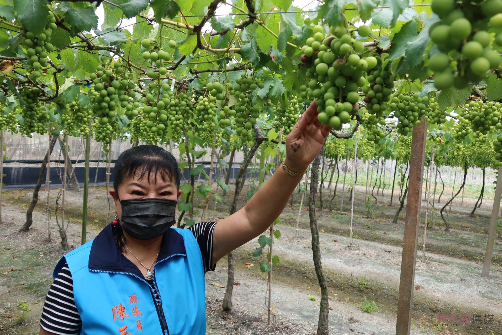 影／露菌病在溪湖葡萄園發生　縣議員陳玉姬通報農業處協助葡萄農防治 - https://www.watchmedia01.com