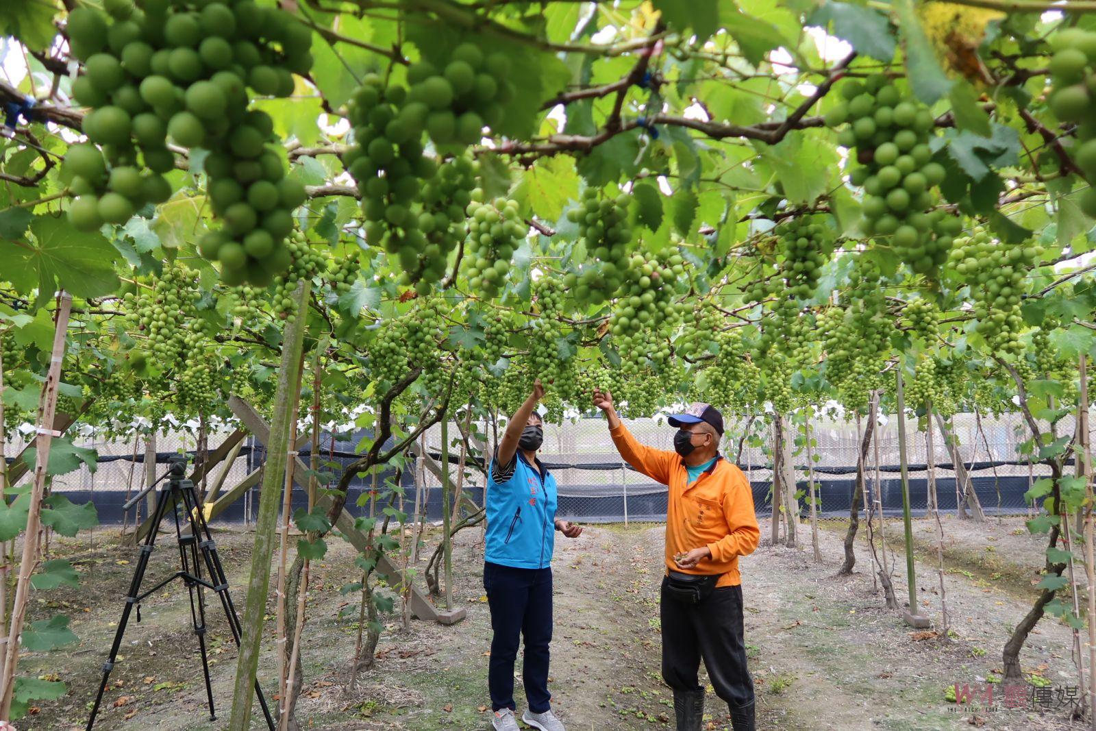 影／露菌病在溪湖葡萄園發生　縣議員陳玉姬通報農業處協助葡萄農防治 - https://www.watchmedia01.com