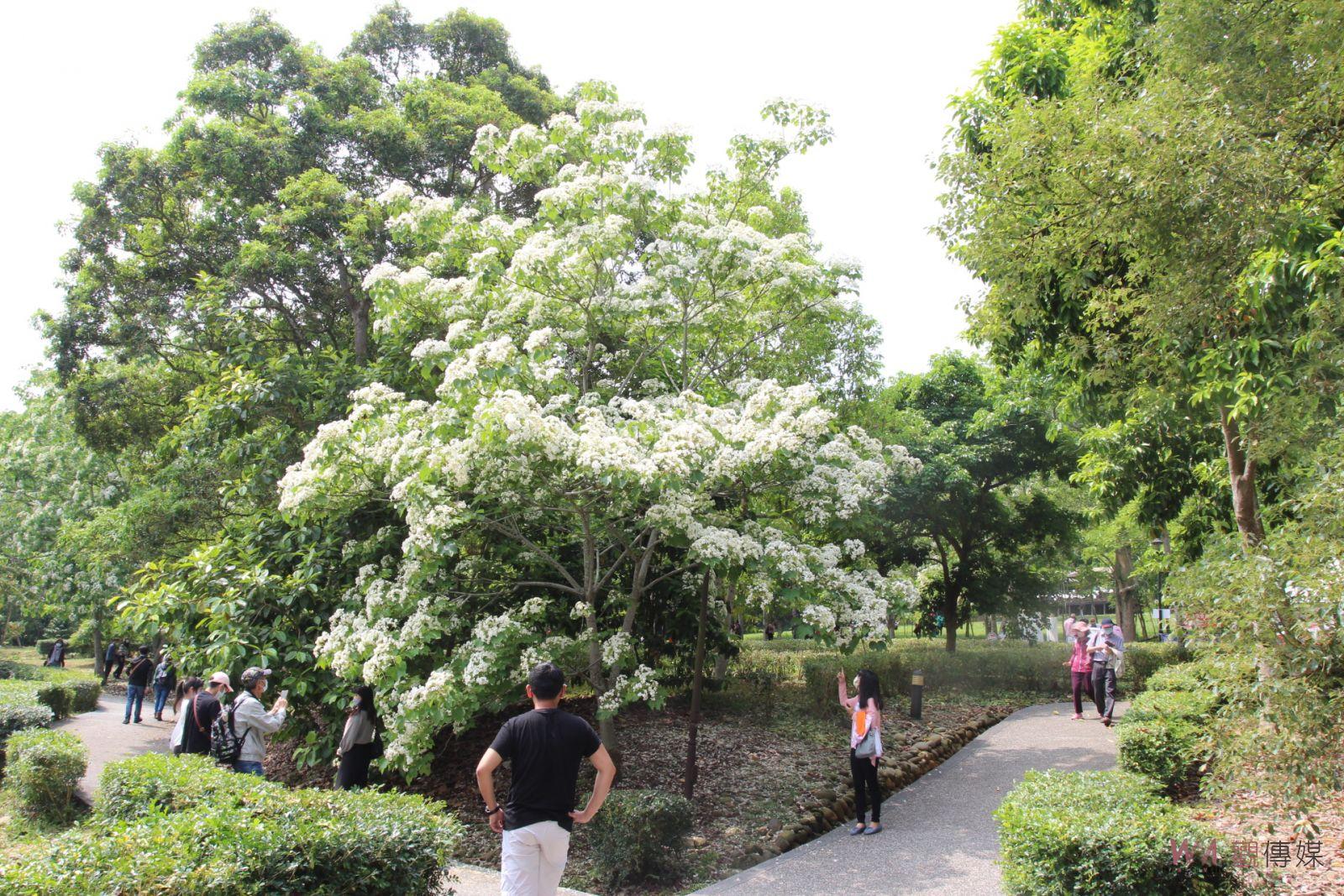 漫遊古坑桐樂趣登場 賞桐花、喝咖啡、呷麻糬 - https://www.watchmedia01.com