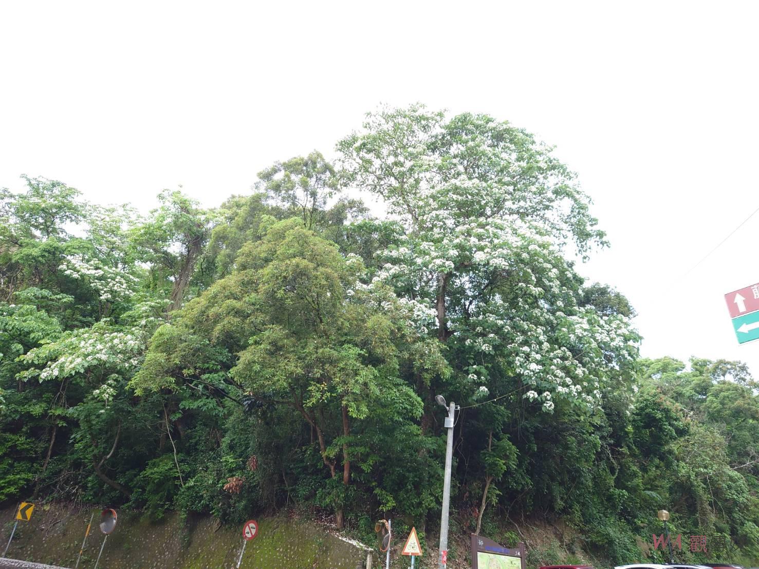 影／浪漫花毯！2022花現員林•有閒來尞-桐花小旅行 - https://www.watchmedia01.com