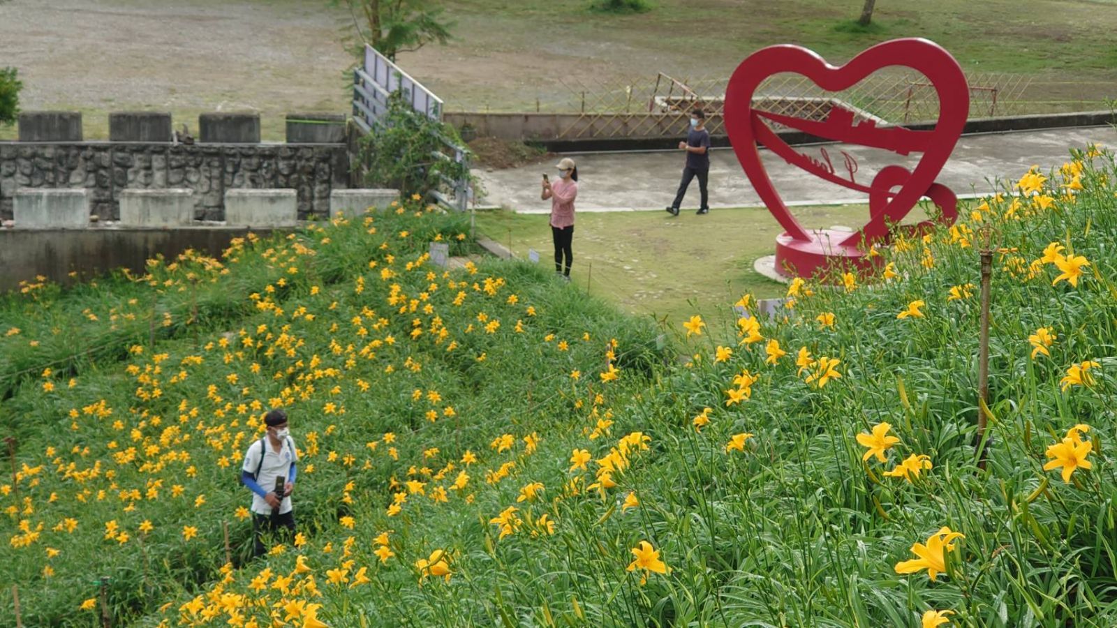 金針花海網美拍照勝地　「忘憂草」迎風搖曳美景吸引旅客搶拍 - https://www.watchmedia01.com