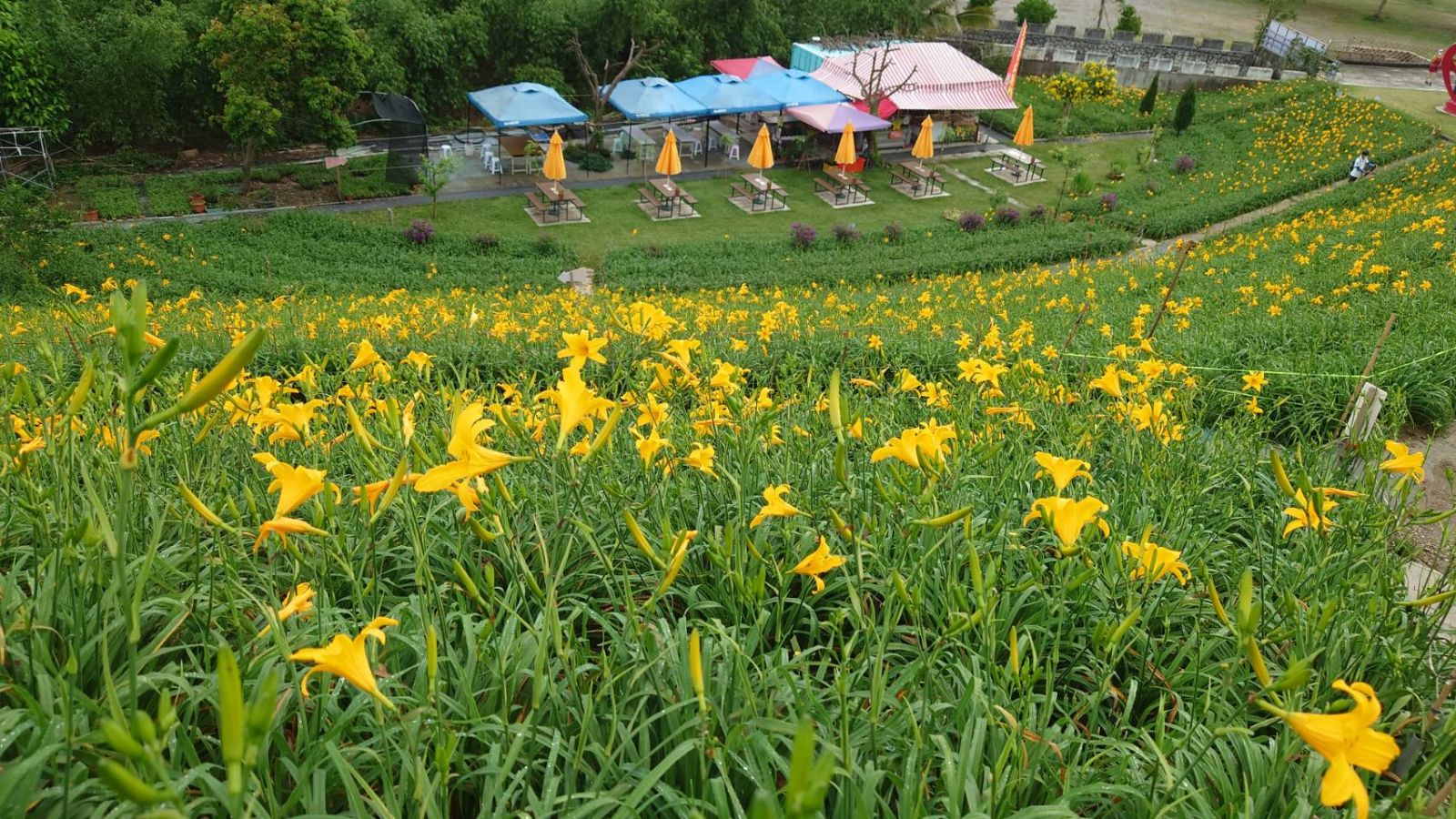 金針花海網美拍照勝地　「忘憂草」迎風搖曳美景吸引旅客搶拍 - https://www.watchmedia01.com