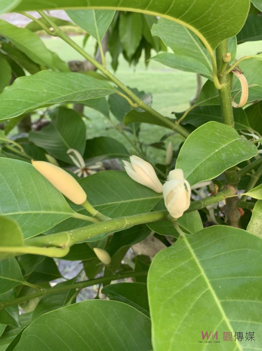 成美文化園「玉蘭花限定花季」尋找「玉蘭花」免費入園 - https://www.watchmedia01.com