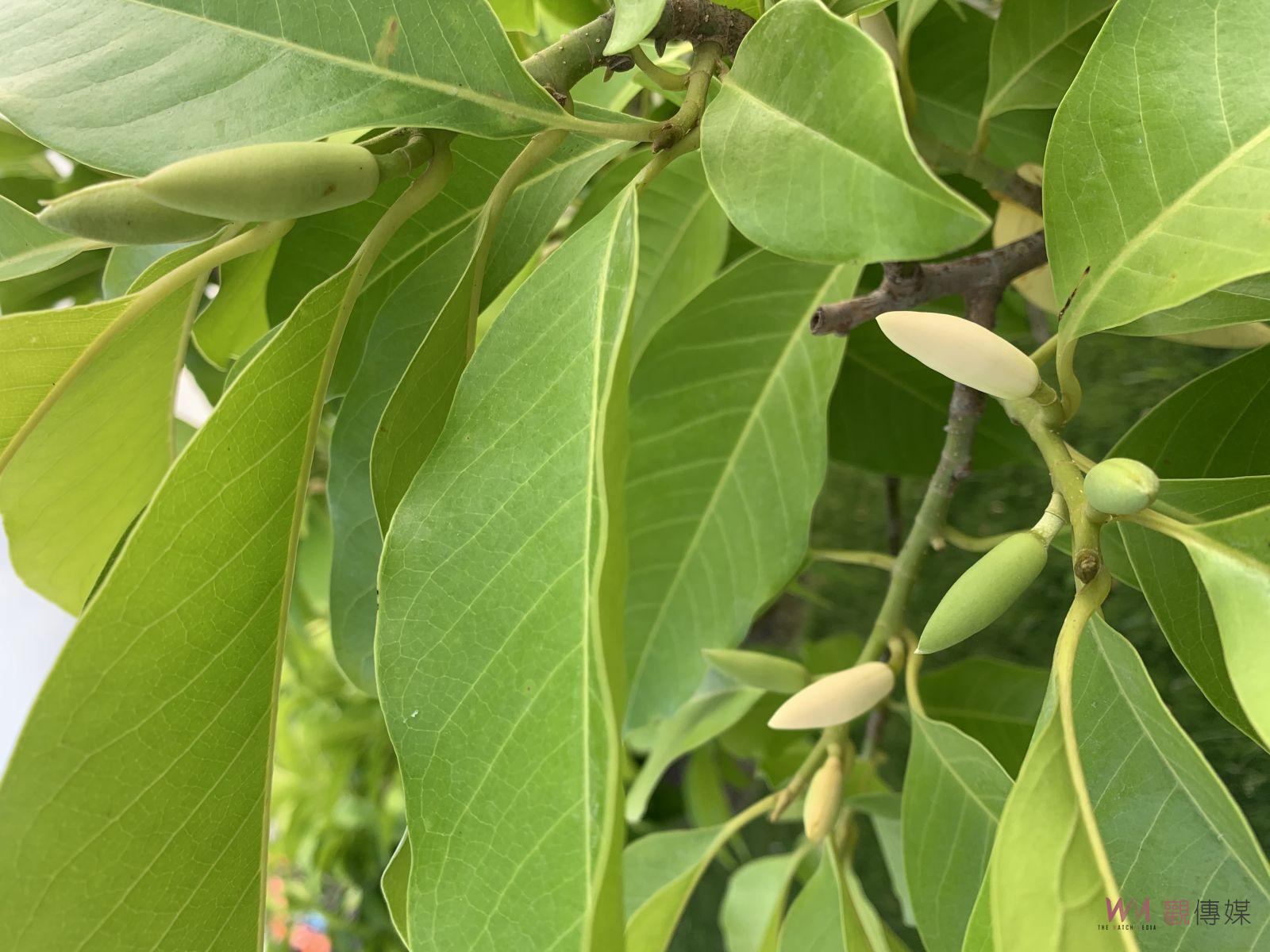 成美文化園「玉蘭花限定花季」尋找「玉蘭花」免費入園 - https://www.watchmedia01.com