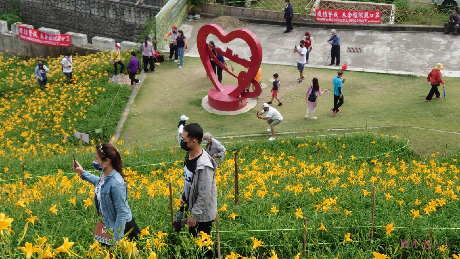 花壇鄉虎山巖金針花一片耀眼金黃花海　疫情遍地開花賞花人潮不再 - https://www.watchmedia01.com