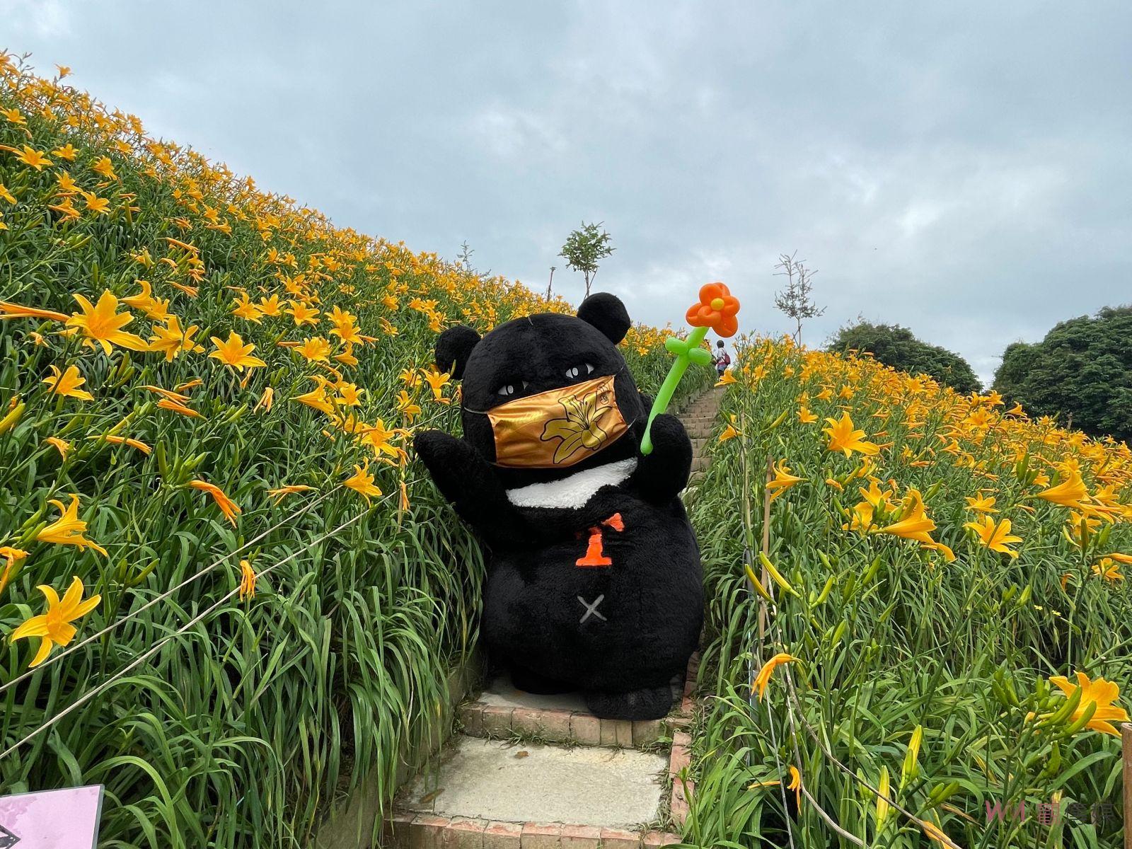影／滿山黃澄澄的花朵怒放　喔熊組長虎山巖出任務　邀大家帶媽媽來看金針花 - https://www.watchmedia01.com