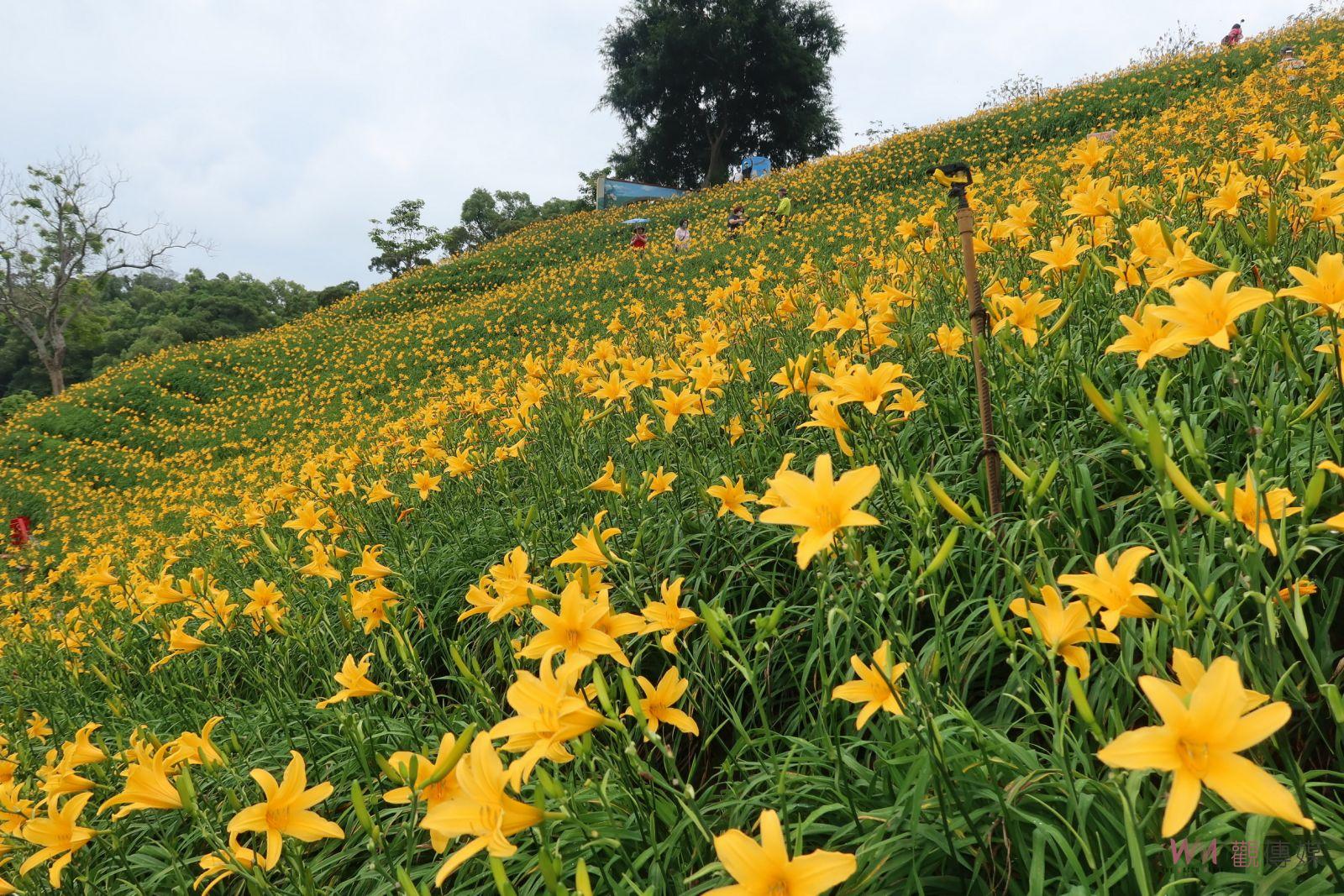 影／滿山黃澄澄的花朵怒放　喔熊組長虎山巖出任務　邀大家帶媽媽來看金針花 - https://www.watchmedia01.com