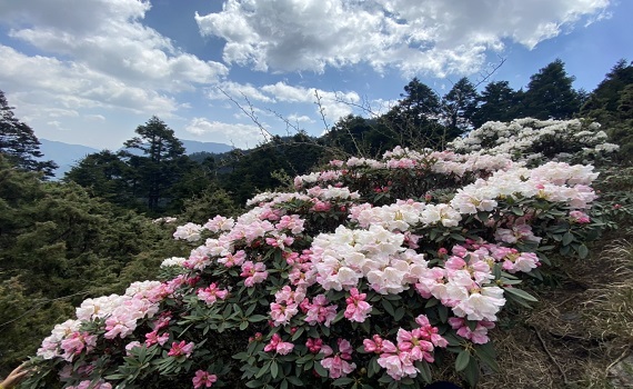 賞合歡山高山杜鵑 南投好好玩推出免開車服務 - https://www.watchmedia01.com