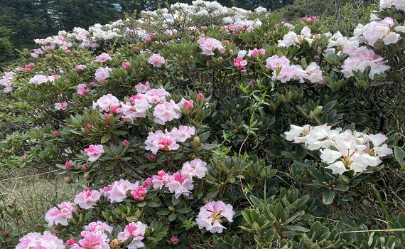 賞合歡山高山杜鵑 南投好好玩推出免開車服務 - https://www.watchmedia01.com