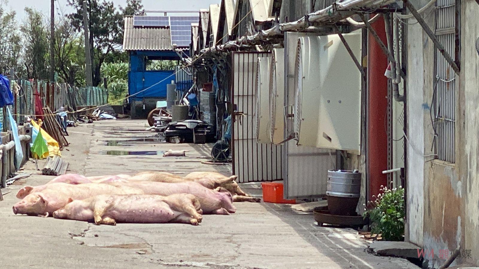 影／養豬場遭雷擊！豬屍橫遍野　豬農：疑避雷針未發生作用 - https://www.watchmedia01.com