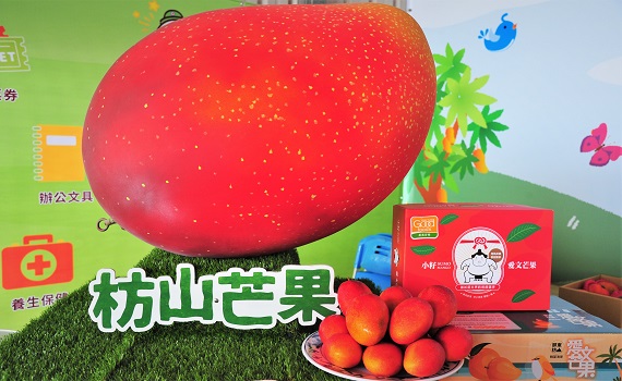 屏東成立愛文芒果收寄場　頂級規格芒果擄獲香港訂單 - https://www.watchmedia01.com