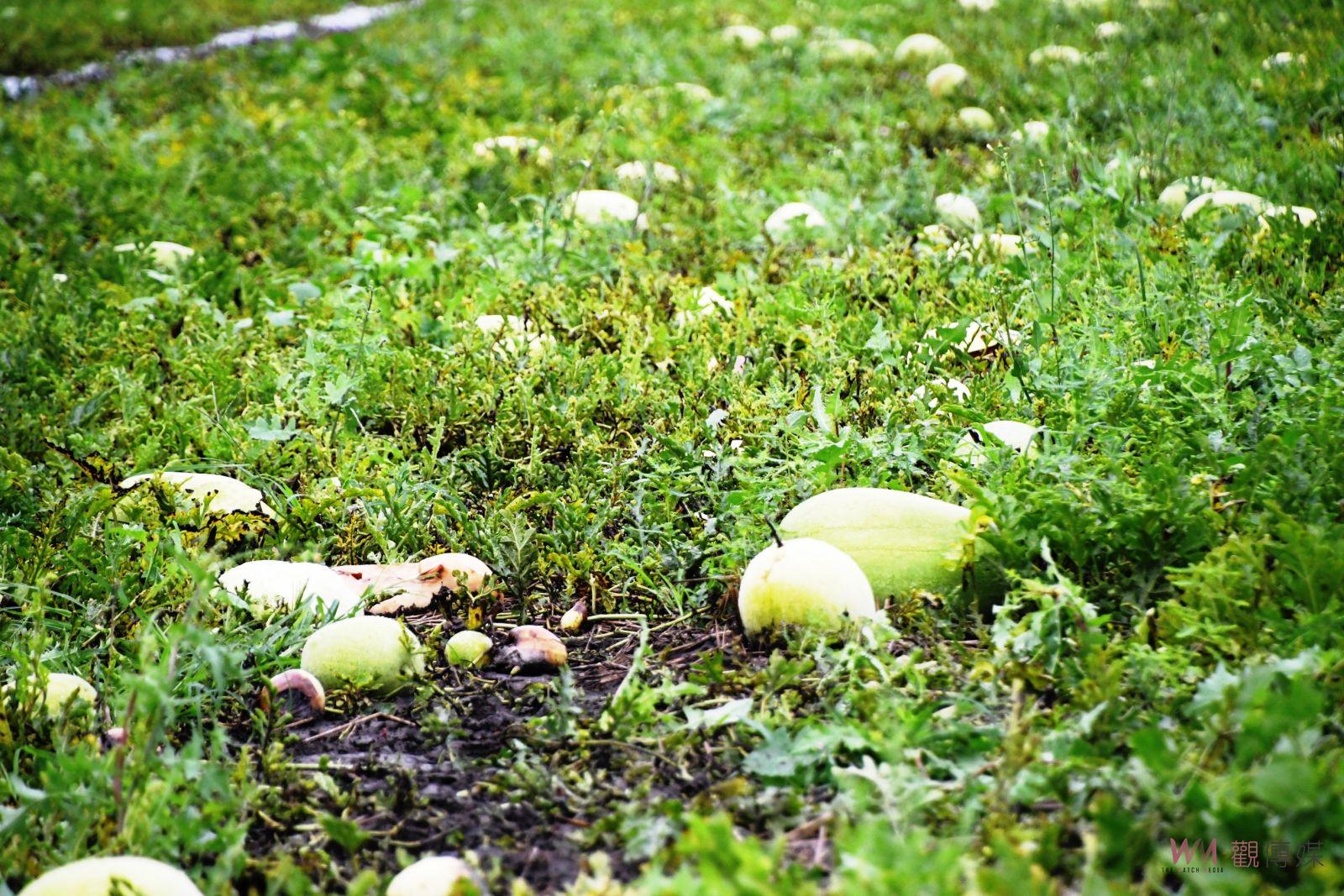 影／全都爛了！陰雨讓西瓜畸形又裂果　彰化縣瓜災損嚴重僅剩二成 - https://www.watchmedia01.com