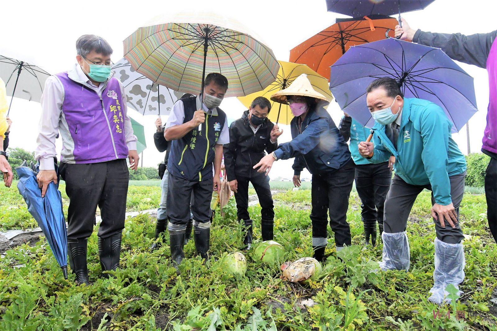 影／全都爛了！陰雨讓西瓜畸形又裂果　彰化縣瓜災損嚴重僅剩二成 - https://www.watchmedia01.com