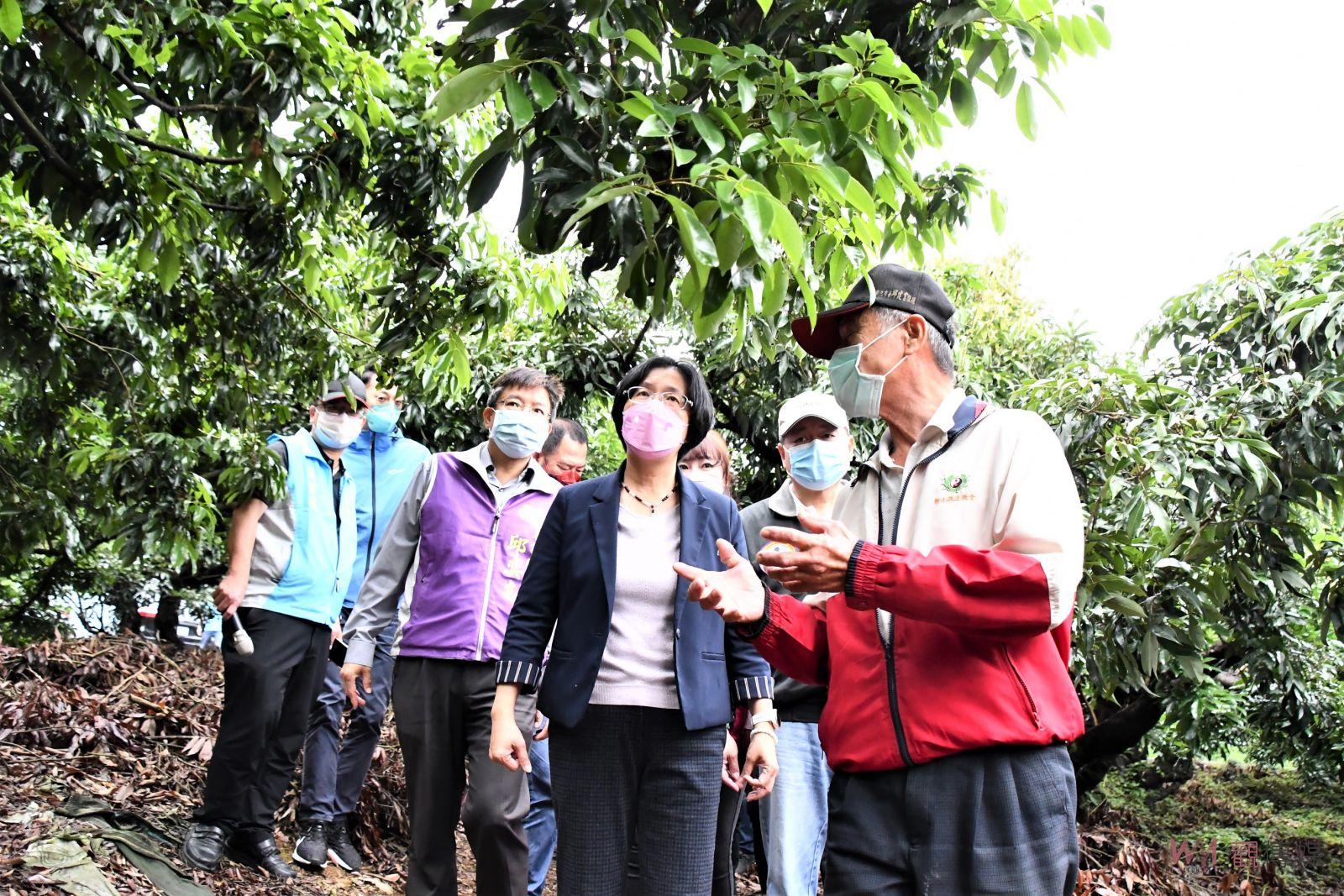 影／二月遇寒害、三月又遇豪雨！彰化縣荔枝及龍眼災損嚴重 - https://www.watchmedia01.com