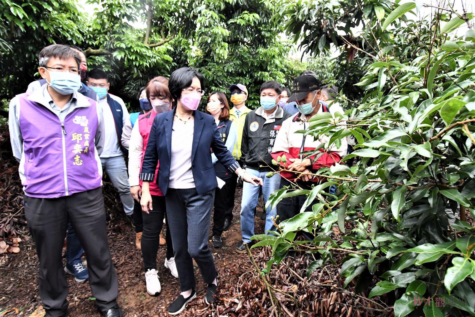 影／二月遇寒害、三月又遇豪雨！彰化縣荔枝及龍眼災損嚴重 - https://www.watchmedia01.com