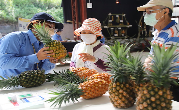 從種植到加工　好吃又好玩鳯梨食農教育嘉大免費學 - https://www.watchmedia01.com