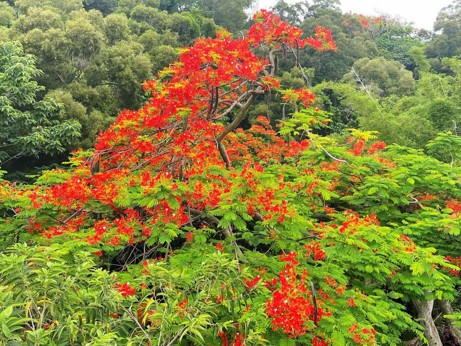 景色豔麗！鳳凰花開了！彰化天空步道火紅花海綻放 - https://www.watchmedia01.com