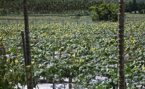 全國最高海拔絲瓜產地南投日月潭頭社活盆地 放30萬隻蜜蜂協助授粉 - https://www.watchmedia01.com