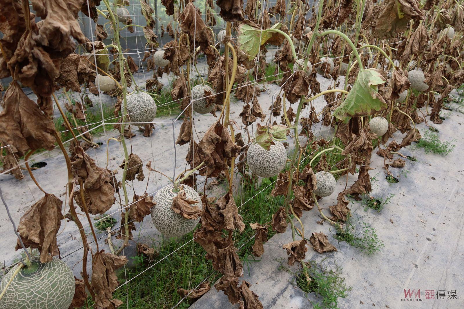 影／豪雨惹的禍！洋香瓜、苦瓜不堪大雨摧殘　植株凋萎、瓜體腐爛 - https://www.watchmedia01.com
