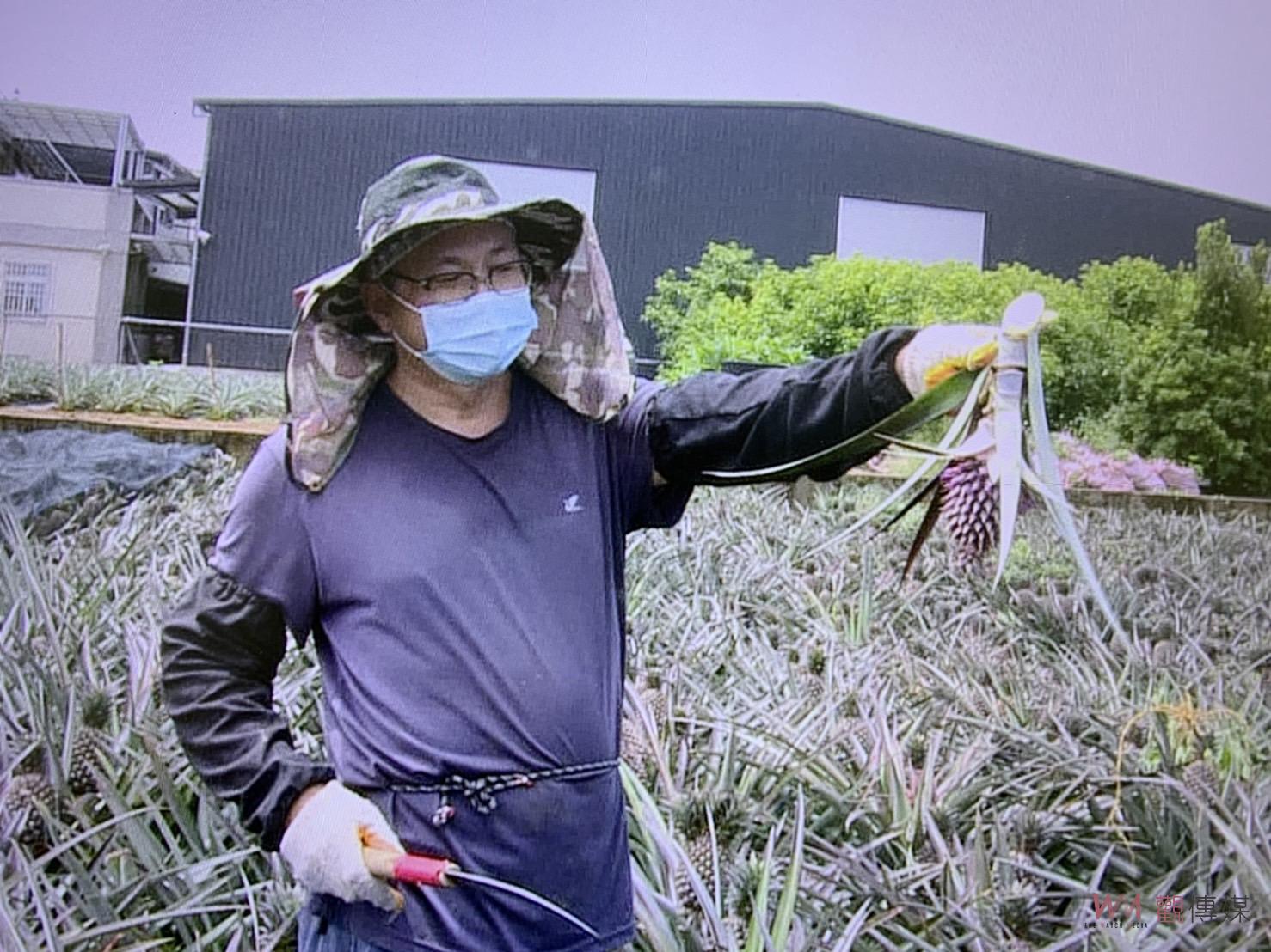 影／鳳梨「喝」雨水太撐了　莖部有如爆炸般呈爆裂狀 - https://www.watchmedia01.com