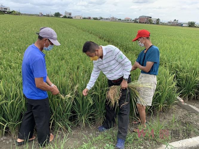 嘉縣農田稻穗空包　議員陳文忠為民請命要補償或保險賠償 - https://www.watchmedia01.com