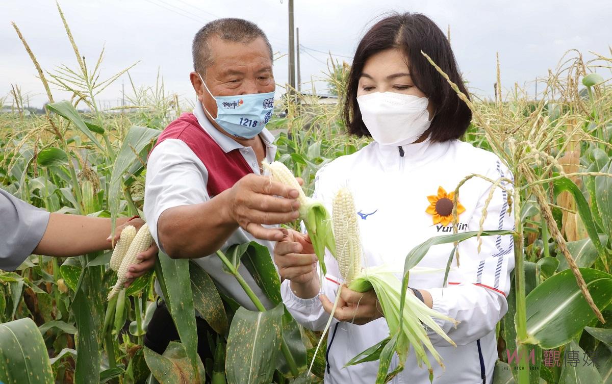 氣候不穩雲林玉米授粉不良　張麗善建議中央列入災害救助 - https://www.watchmedia01.com