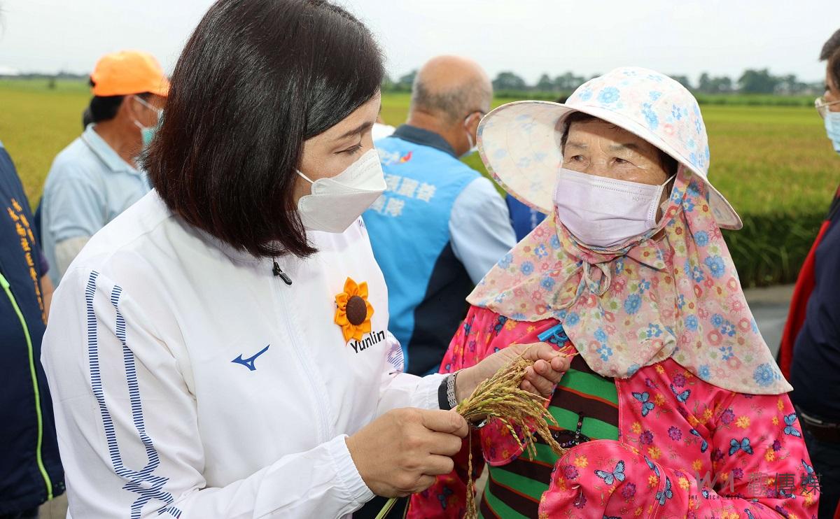 水稻白穗及空包彈約2成　張麗善稻水林地區稻田勘查 - https://www.watchmedia01.com